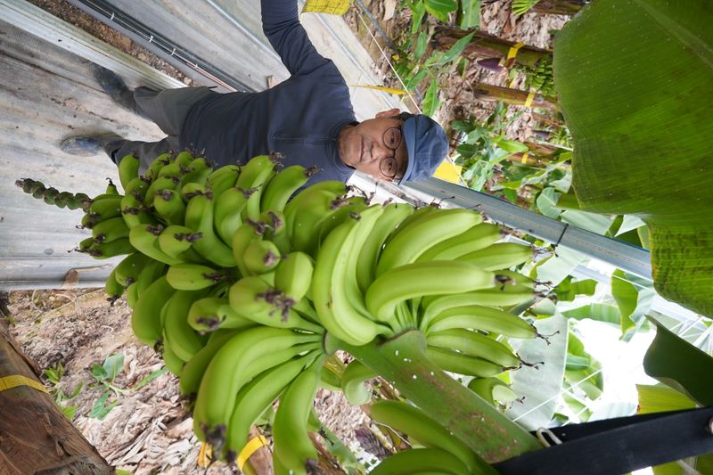 사진설명 = 바나나 전경( 엣지해남 바나나농장)