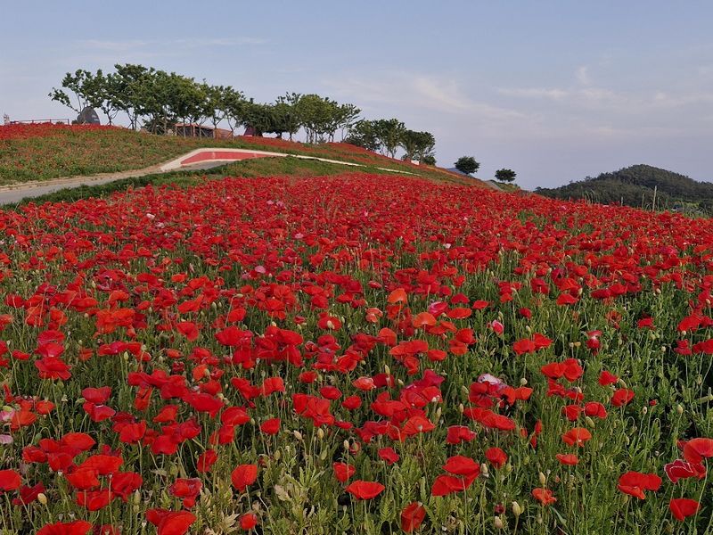사진설명  =신안군 병풍도 꽃양귀비 홍보축제 성료