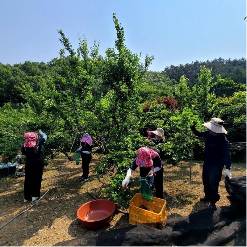 사진설명 = 도서관사업소_직원농촌일손돕기활동