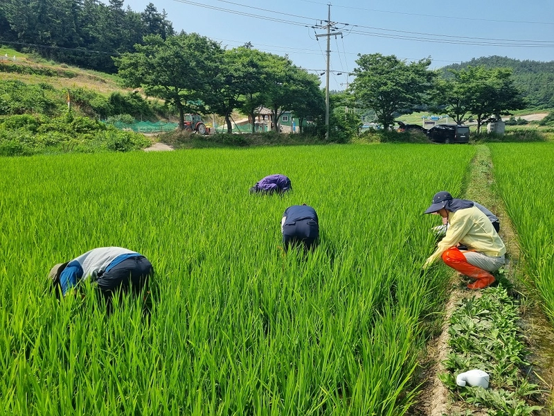 사진설명 = 벼 병해충 예찰 장면