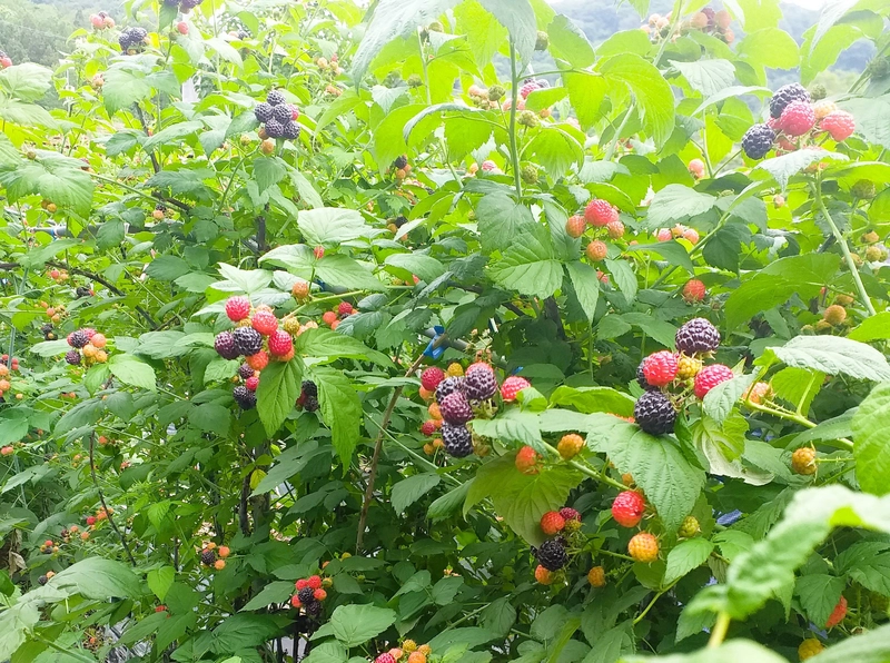 사진설명 = 장성산 복분자 10톤 물량이 최근 보해양조(주)에 공급