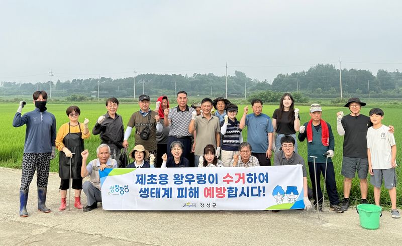 사진설명 = 장성군이 제초용으로 풀어놓았던 왕우렁이를 8월 중 집중 수거한다
