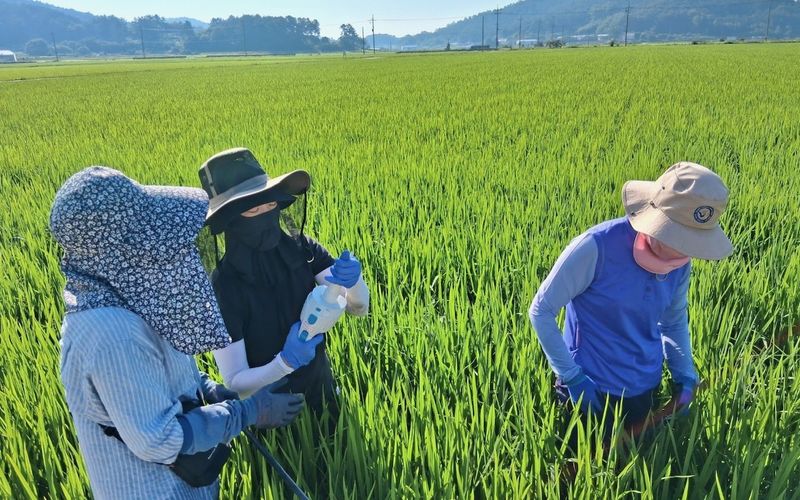 사진설명 = 나주시는 7월 31일부터 8월 1일까지 2일간 국내로 날아드는 나방류 및 멸구류의 조기 발견에 대응하고자 관내 벼 병해충 발생 우심지역을 중심으로 합동예찰을 실시했다. (사진제공-나주시)