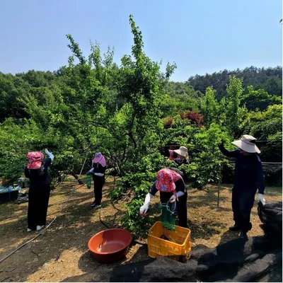 완주 도서관 직원, 농번기 책 대신 ‘호미’ 들었다