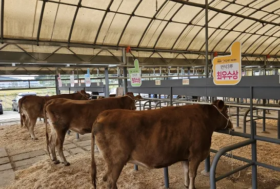 사진 = 한우명가 영암한우, 전라남도 종합 챔피언 등극