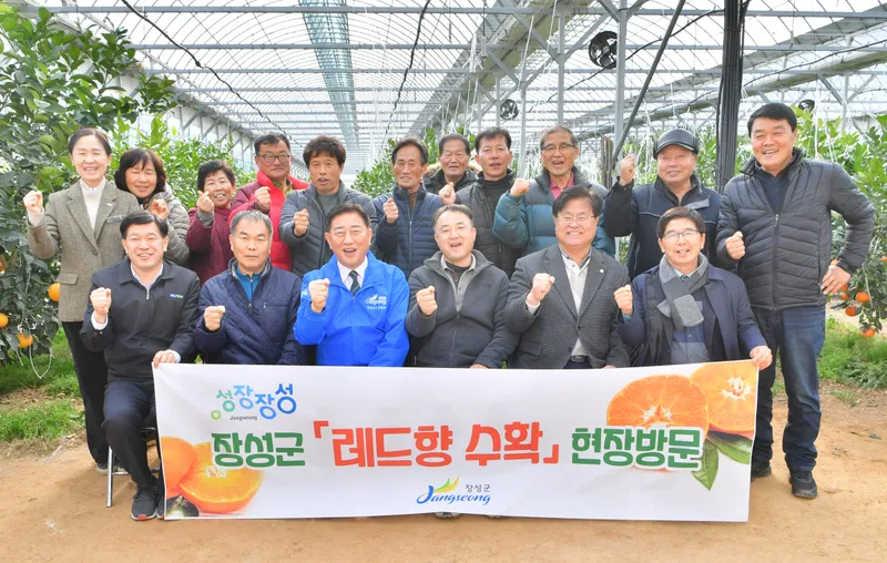사진 = 장성군 레드향이 본격적인 수확철을 맞이했다