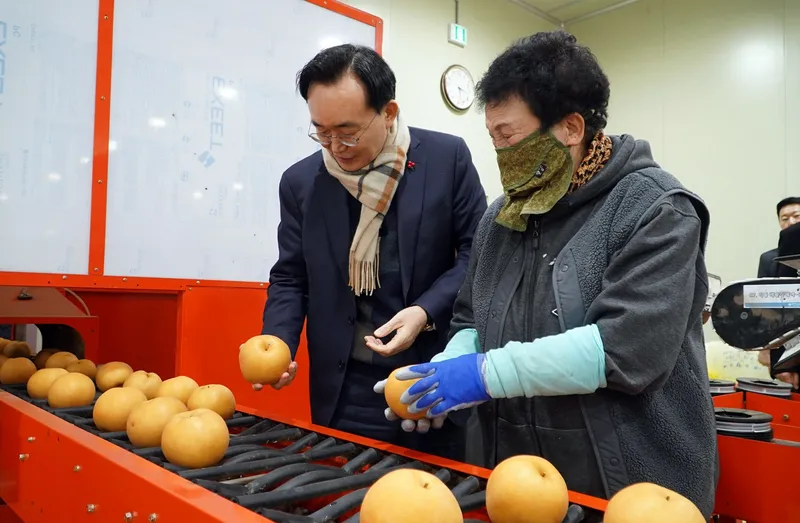 사진 = 윤병태 나주시장, 설명절 나주배 선과현장 점검