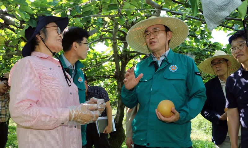사진 = 윤병태 나주시장, 배 일소 피해 농가 현장을 점검