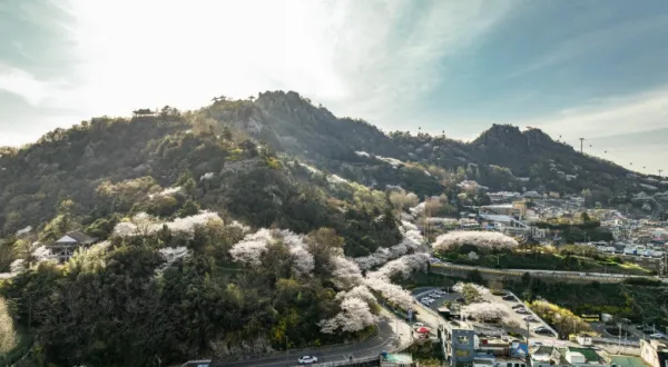 사진 = 유달산 벚꽃