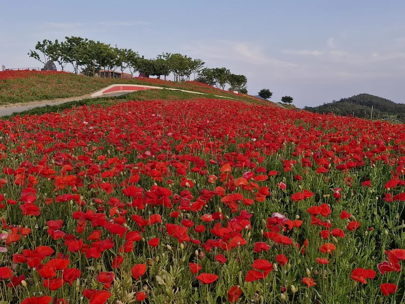 사진설명 =신안군 병풍도 꽃양귀비 홍보축제 성료