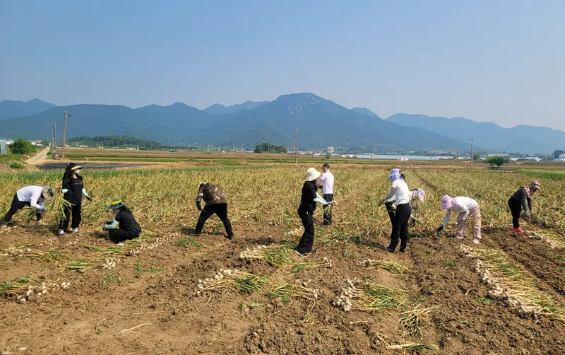 사진설명 = 담양군, 일손 부족한 농가에 현장 지원