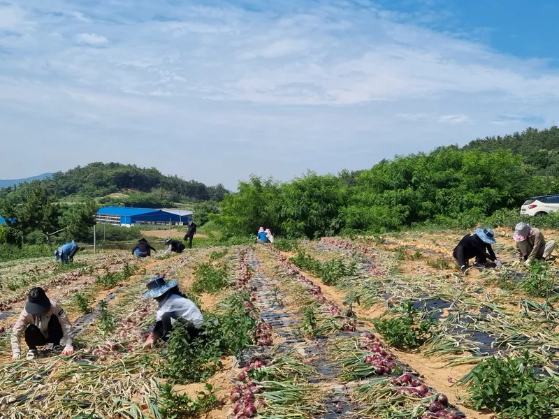 사진설명 = 영광군 사회복지과, 양파 수확철 맞아 농촌일손돕기