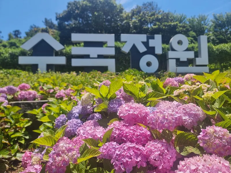 사진설명 = 신안군, 도초 수국정원