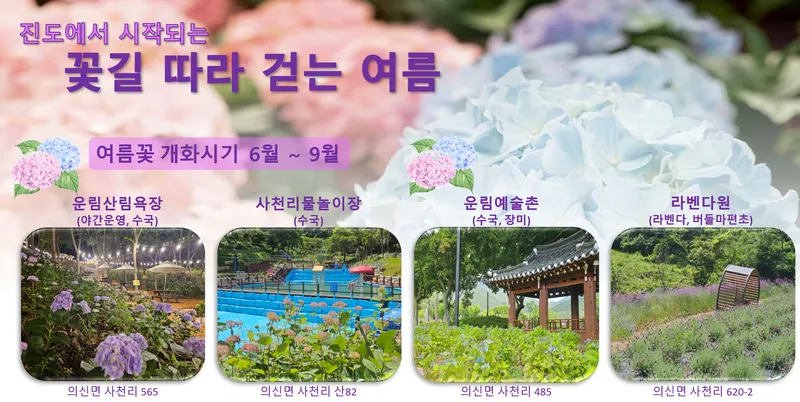 사진설명 = 진도군, ‘운림 수국의 밤’ 관심 집중