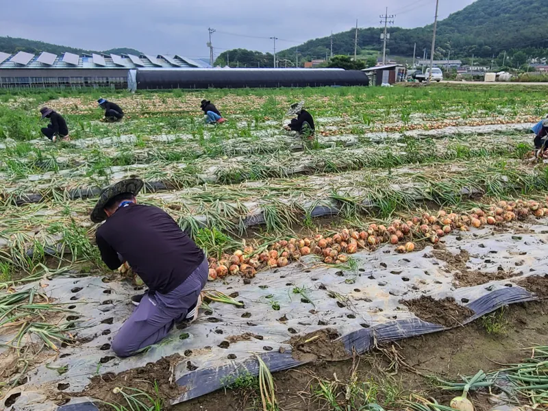 사진설명 = 영광군 건설교통과 농촌일손돕기 동참