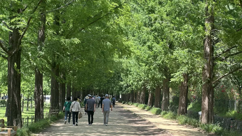사진설명 = 학동리 공동체 정원 옆 메타세쿼이아길