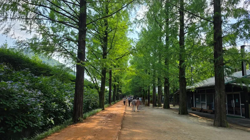 사진설명 = 담양군, 메타세쿼이아랜드
